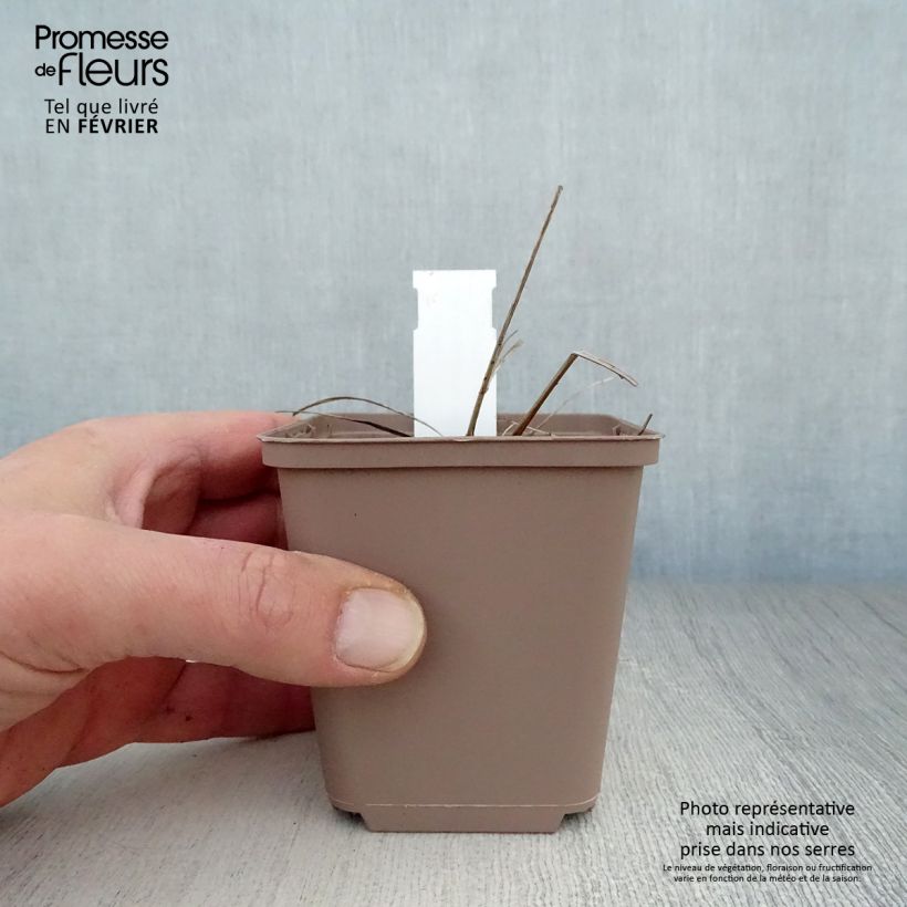 Sanguisorba officinalis Arnhem Maceta de 8/9 cm Ejemplar entregado en invierno