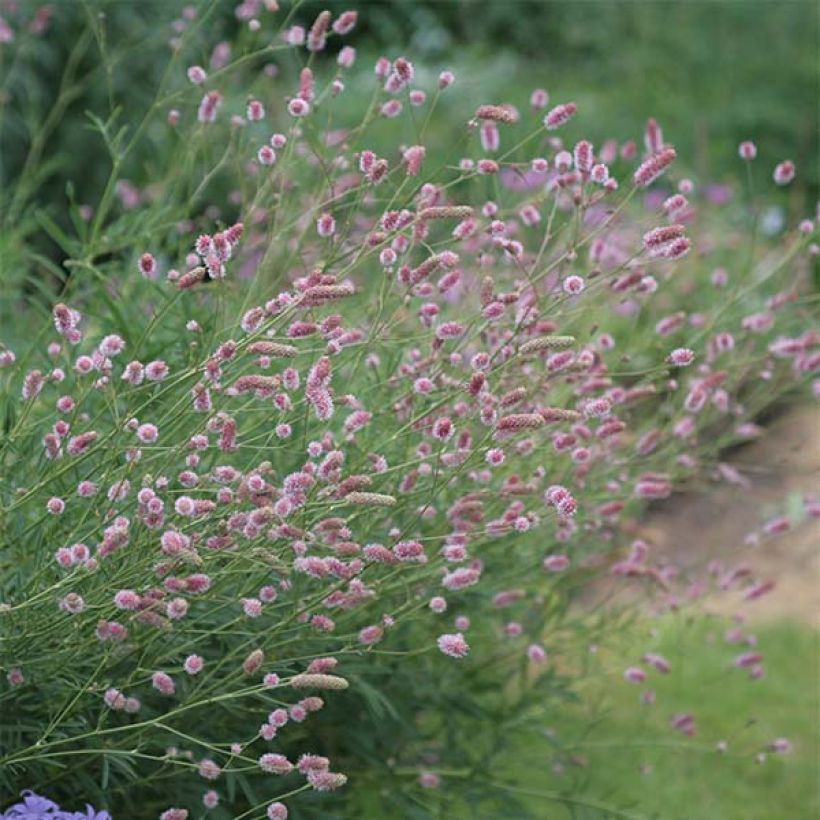 Sanguisorba officinalis Pink Tanna (Floración)