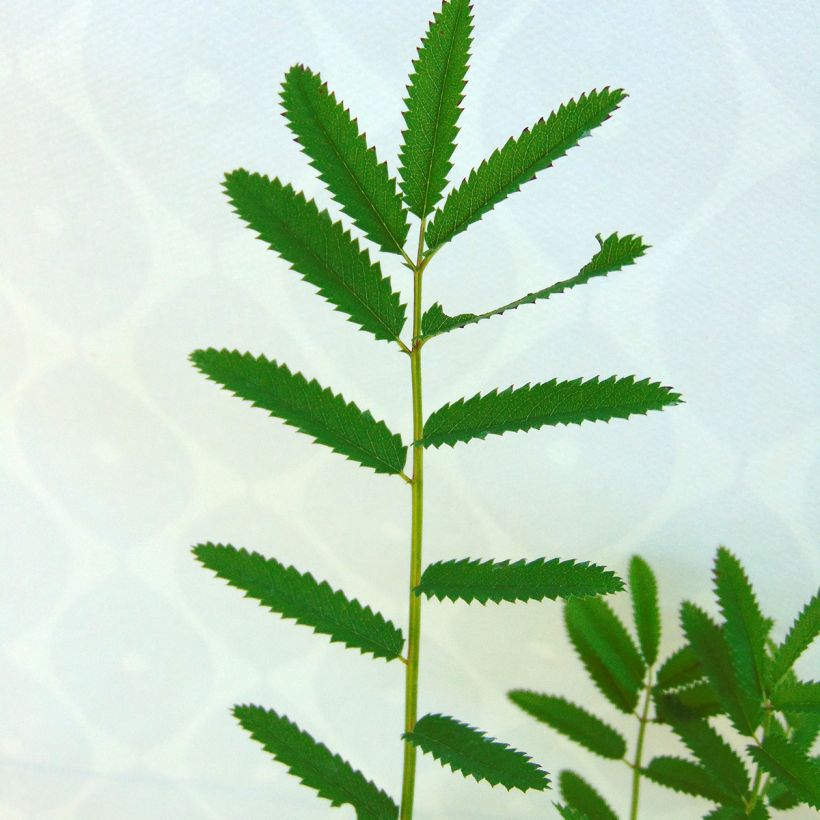 Sanguisorba officinalis Pink Tanna (Follaje)