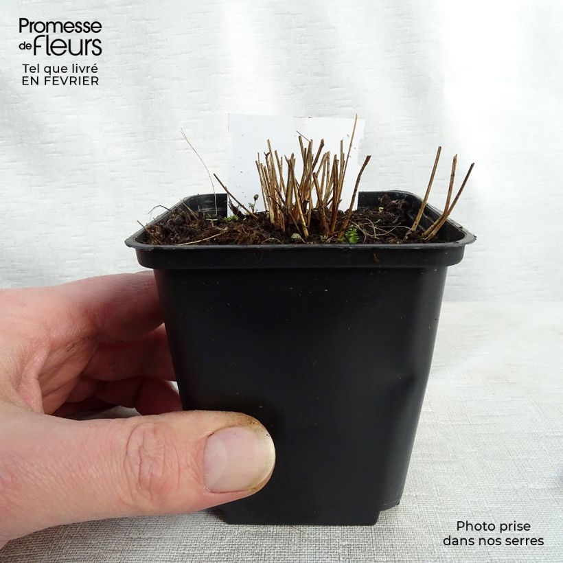 Sanguisorba officinalis Pink Tanna Maceta de 8/9 cm Ejemplar entregado en invierno