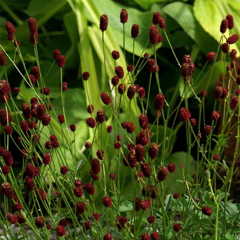 Sanguisorba officinalis Tanna (Floración)
