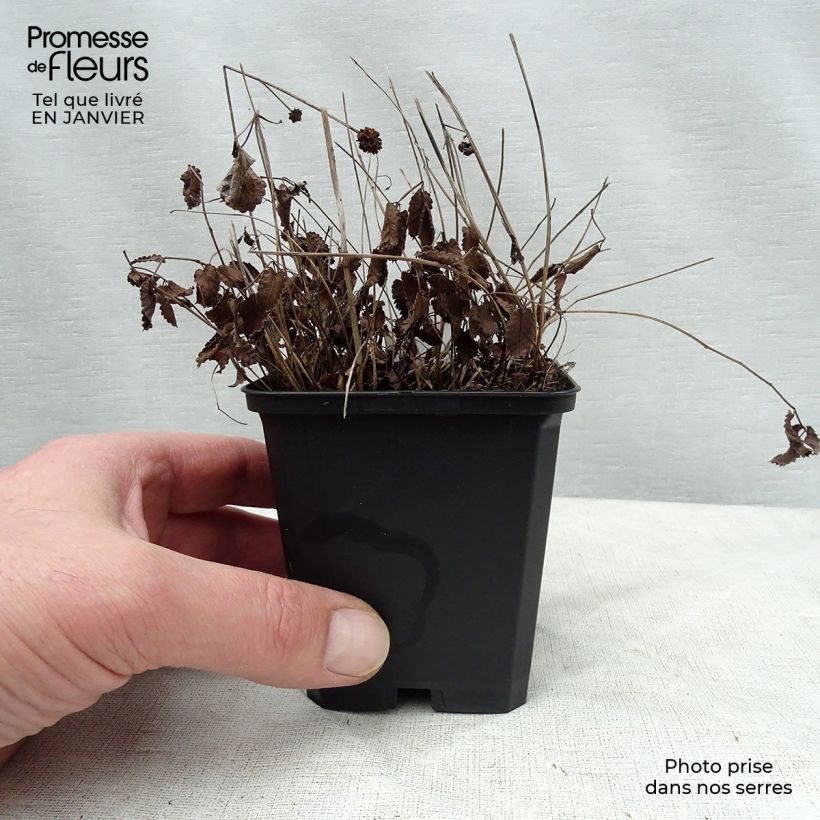 Sanguisorba officinalis Tanna Maceta de 8/9 cm Ejemplar entregado en invierno