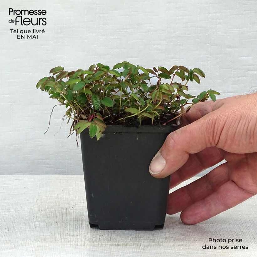 Sanguisorba officinalis Tanna Maceta de 8/9 cm Ejemplar entregado en la primavera