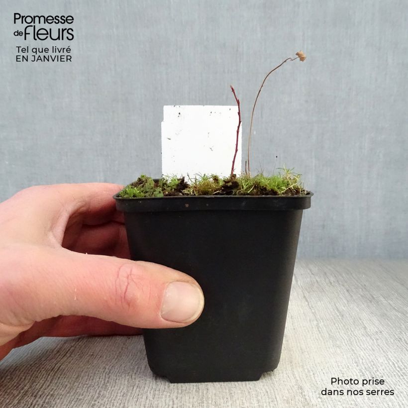 Sanguisorba tenuifolia Alba Maceta de 8/9 cm Ejemplar entregado en invierno