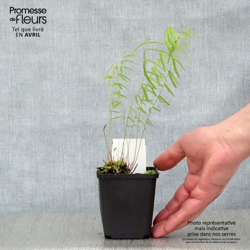 Sanguisorba tenuifolia Alba Maceta de 8/9 cm Ejemplar entregado en la primavera