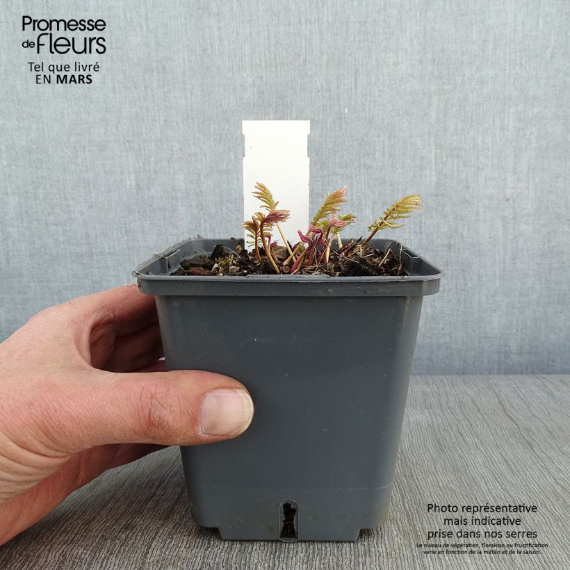 Sanguisorba tenuifolia Alba Maceta 1L/1,5L Ejemplar entregado en invierno