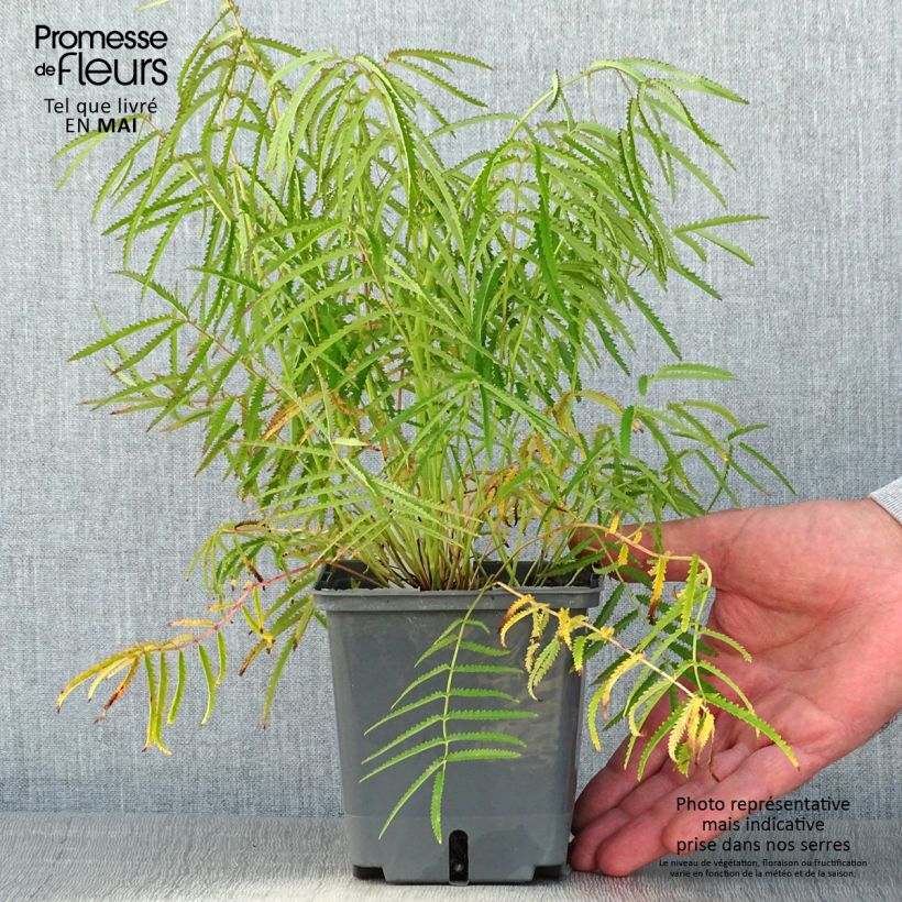 Sanguisorba tenuifolia Alba Maceta 1L/1,5L Ejemplar entregado en la primavera