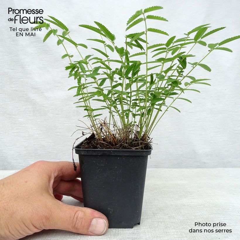 Sanguisorba tenuifolia Pink Elephant Maceta de 8/9 cm Ejemplar entregado en la primavera