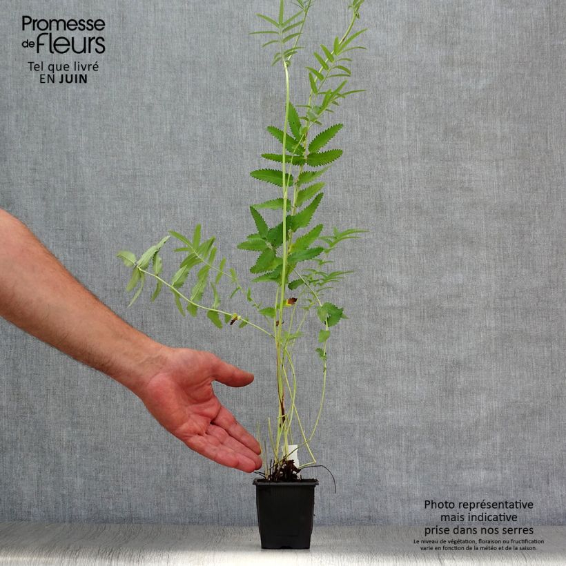 Ejemplar de Sanguisorba tenuifolia Pink Elephant Maceta de 8/9 cm entregado en verano