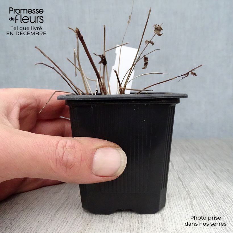 Sanguisorba tenuifolia Pink Elephant Maceta de 8/9 cm Ejemplar entregado en invierno