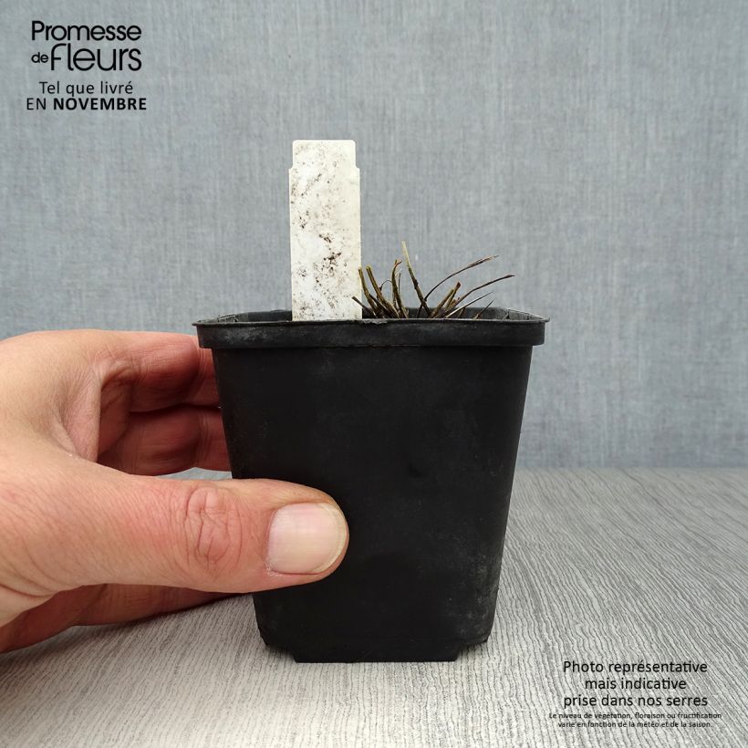Ejemplar de Sanguisorba tenuifolia var. purpurea Maceta de 8/9 cm entregado en otoño