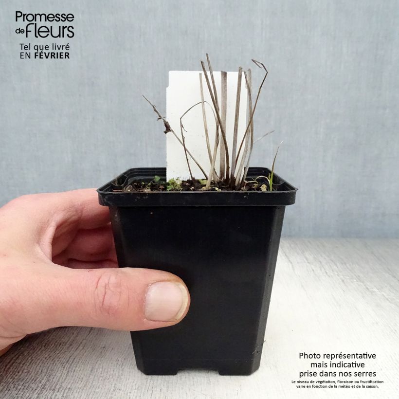 Sanguisorba tenuifolia var. purpurea Maceta de 8/9 cm Ejemplar entregado en invierno