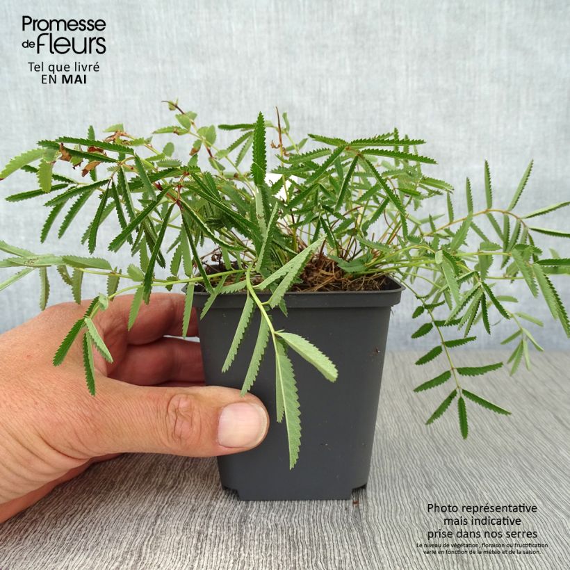 Sanguisorba tenuifolia var. purpurea Maceta de 8/9 cm Ejemplar entregado en la primavera