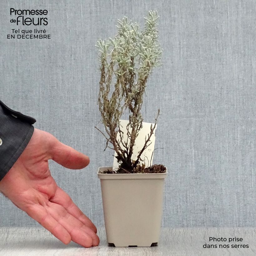 Santolina - Santolina chamaecyparissus Maceta de 7/8 cm Ejemplar entregado en invierno