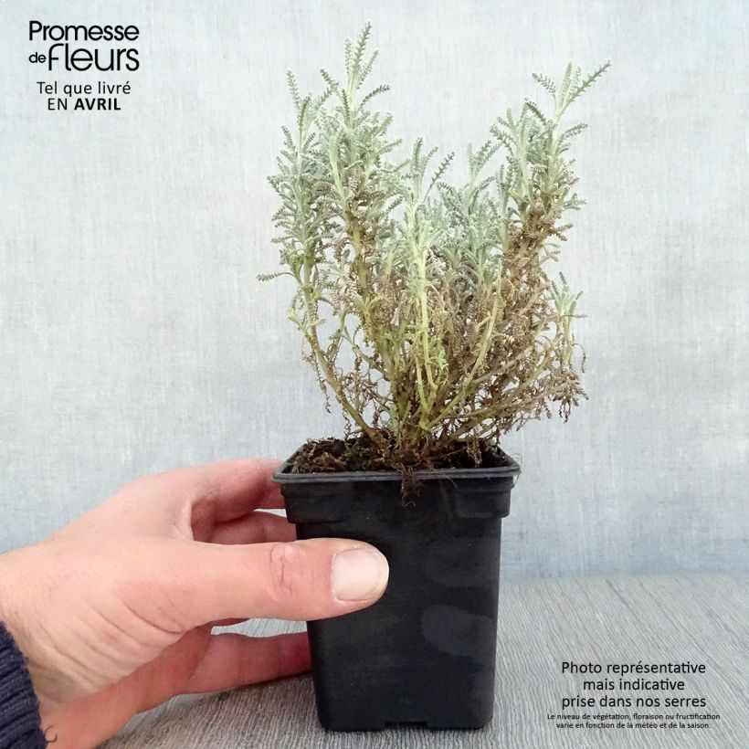 Santolina - Santolina chamaecyparissus Maceta de 7/8 cm Ejemplar entregado en la primavera