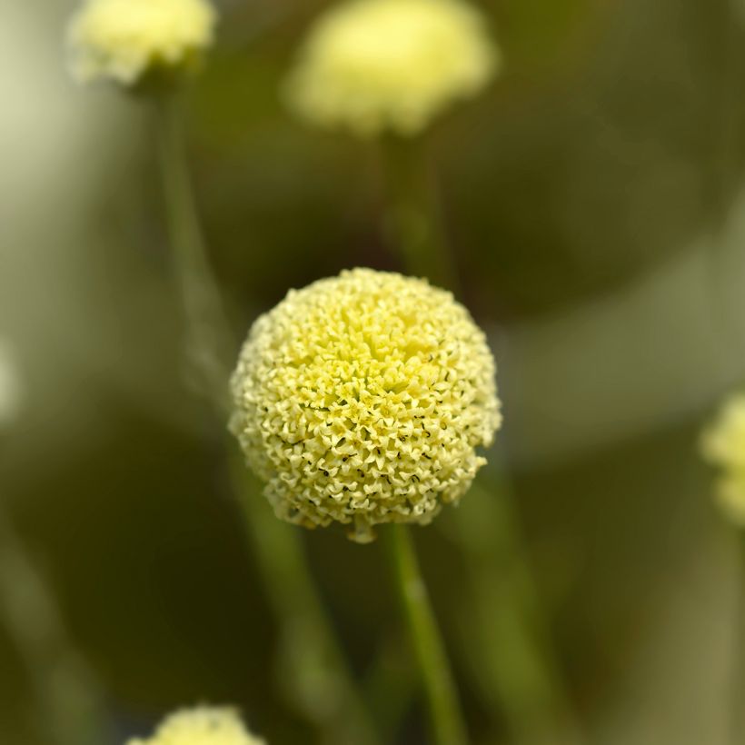 Santolina rosmarinifolia (Floración)