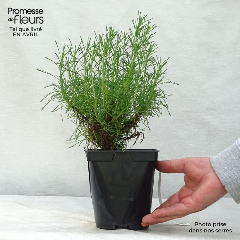 Santolina virens Maceta 1,5L/2L Ejemplar entregado en la primavera