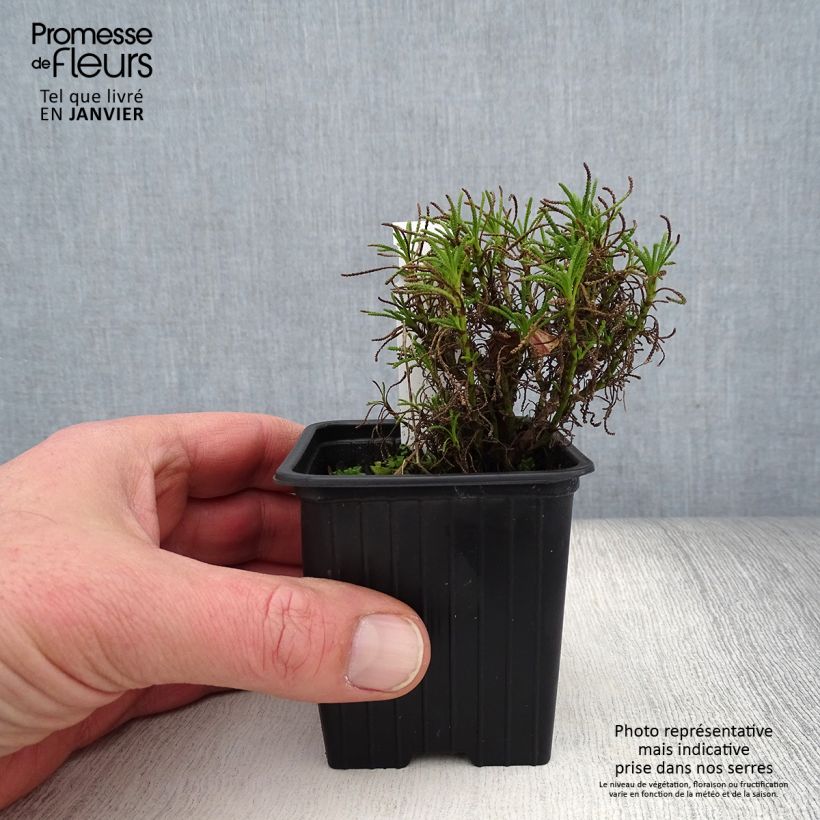 Santolina virens Maceta de 8/9 cm Ejemplar entregado en invierno