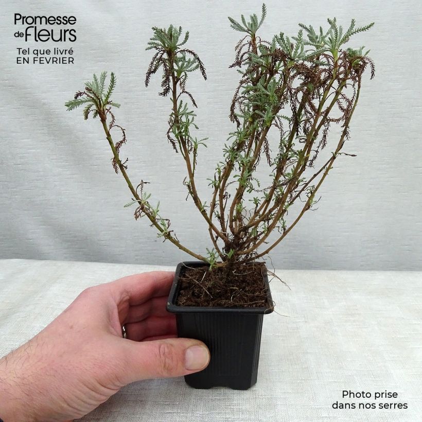 Santolina pinnata subsp neapolitana Edward Bowles Maceta de 8/9 cm Ejemplar entregado en invierno