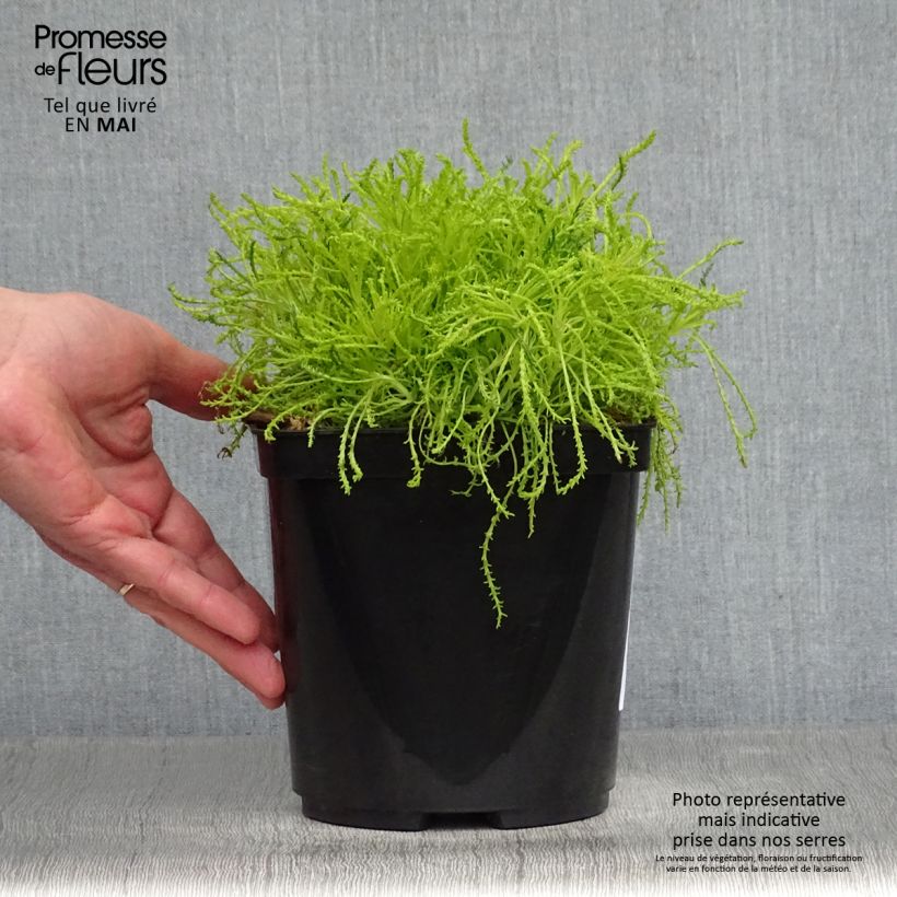 Santolina virens Lemon Fizz Maceta 2L/3L Ejemplar entregado en la primavera