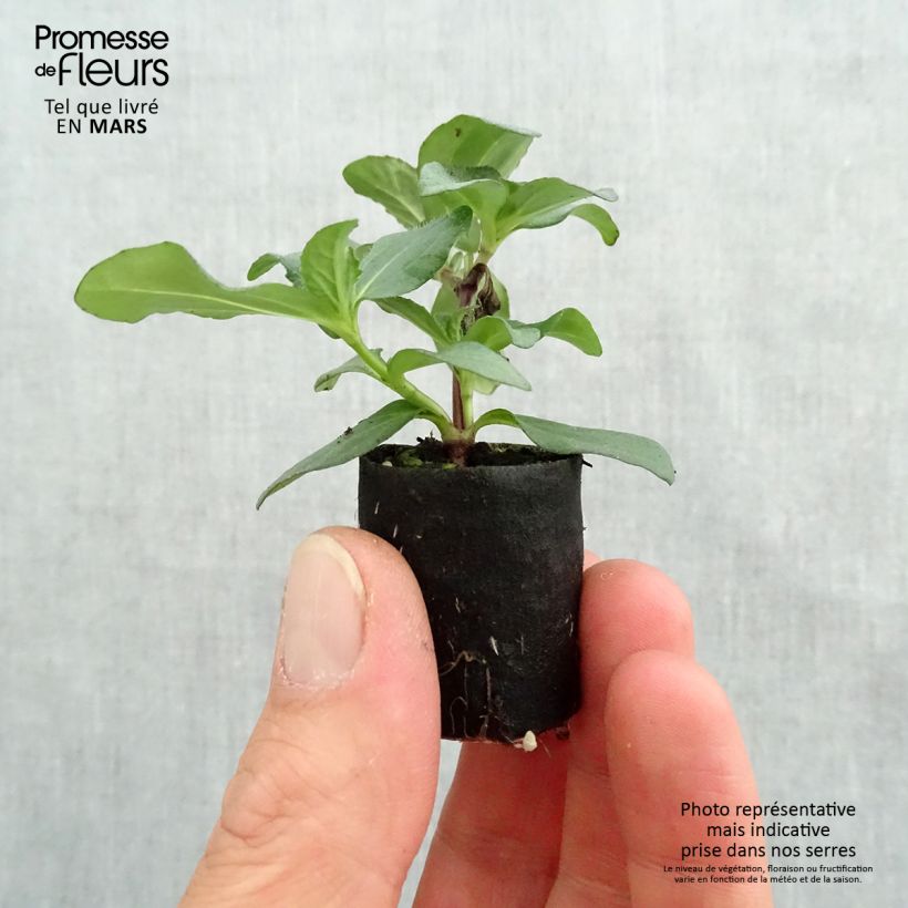 Sanvitalia speciosa Aztekengold minicepellón: Ø 3/4 cm Ejemplar entregado en la primavera