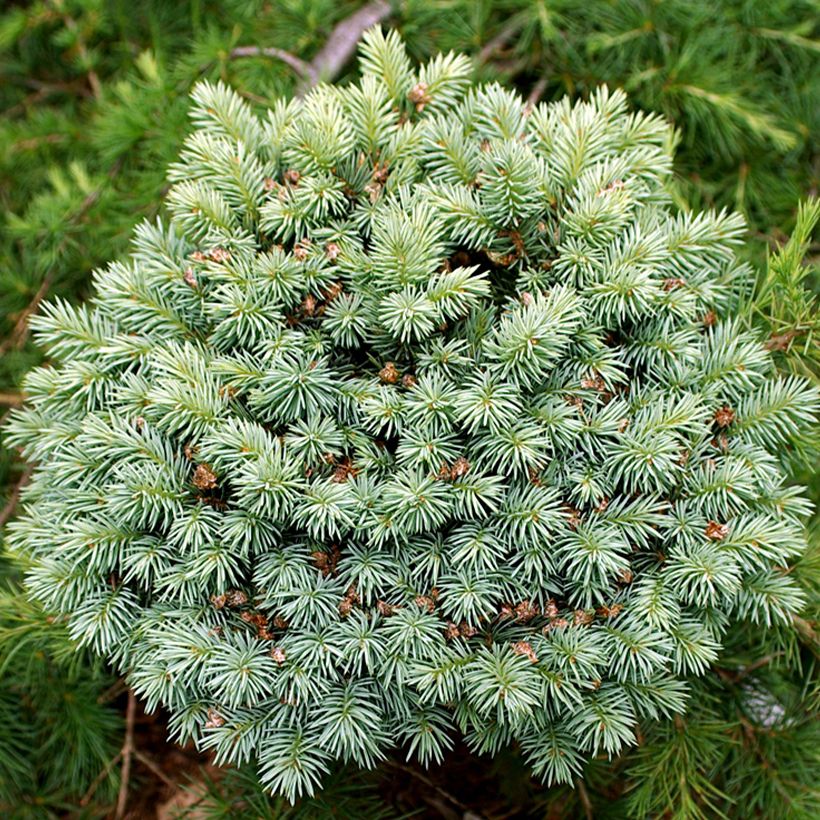 Picea pungens Blue Pearl - Pícea de Colorado (Follaje)