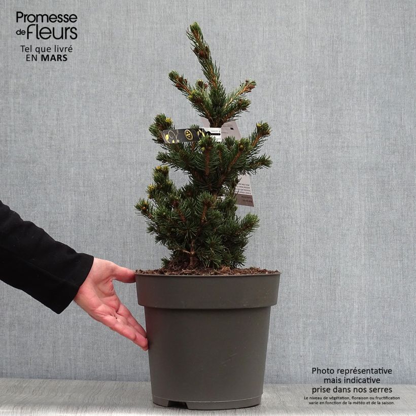 Picea pungens Lucky Strike - Pícea de Colorado Maceta 3L/4L Ejemplar entregado en la primavera