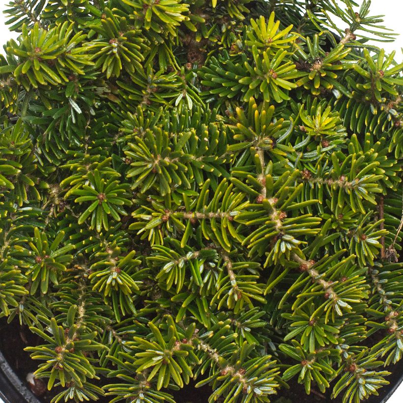 Abies koreana Brillant - Abeto de Corea (Follaje)