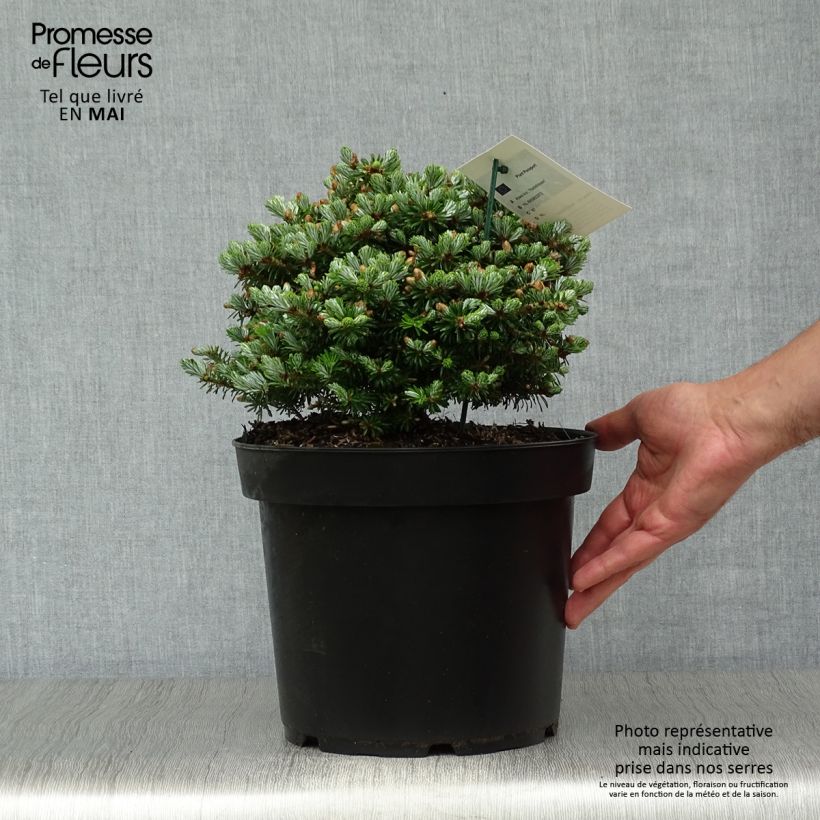 Abies koreana Nadelkissen - Abeto de Corea Maceta 7,5L/10L Ejemplar entregado en la primavera