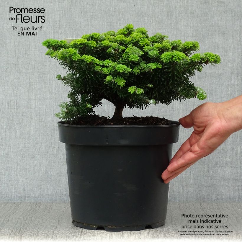 Abies koreana Tundra - Abeto de Corea Pieza Ejemplar entregado en la primavera