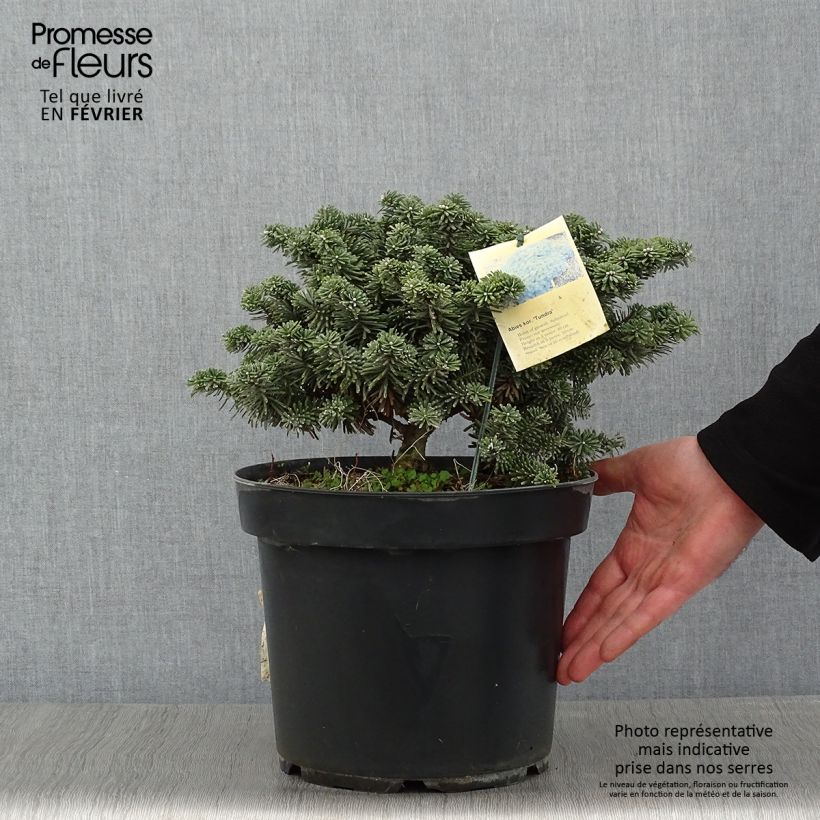 Abies koreana Tundra - Abeto de Corea Pieza Ejemplar entregado en invierno