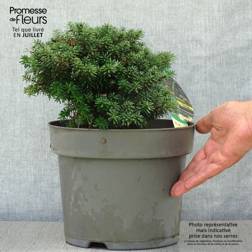 Ejemplar de Abies koreana Cis - Abeto de Corea Maceta 7,5L/10L entregado en verano