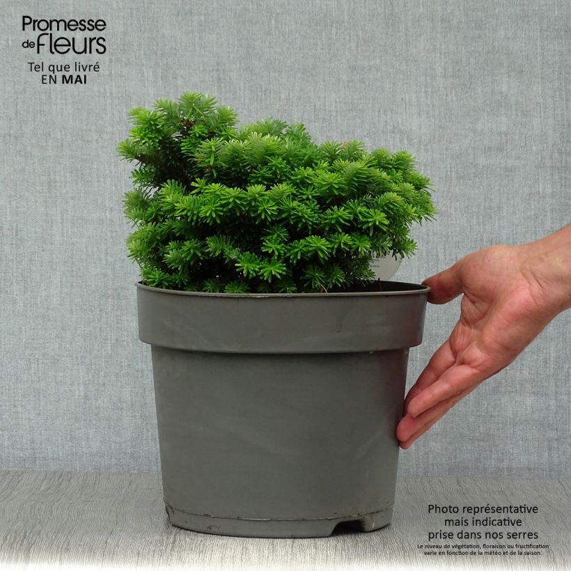 Abies koreana Cis - Abeto de Corea Maceta 7,5L/10L Ejemplar entregado en la primavera