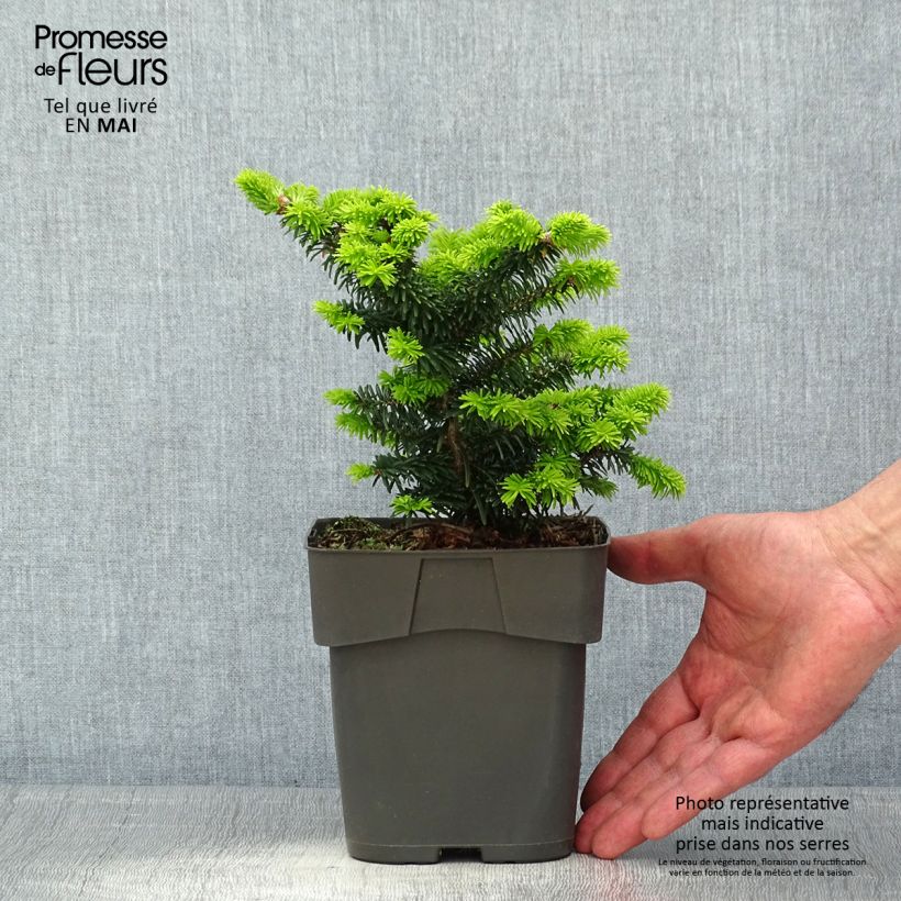 Abies balsamea Piccolo Maceta 2L/3L Ejemplar entregado en la primavera