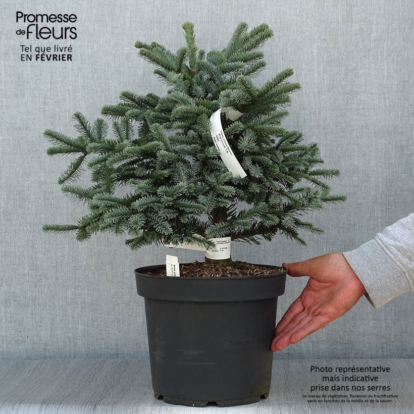 Ejemplar de Abies procera Bizzarro - Abeto noble Maceta 7,5L/10L entregado en otoño