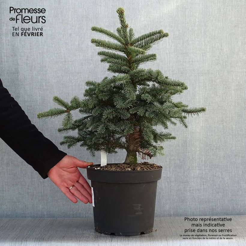 Abies procera Bizzarro - Abeto noble Maceta 7,5L/10L Ejemplar entregado en invierno
