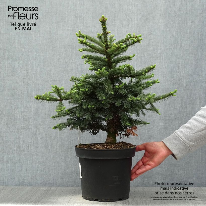 Abies procera Bizzarro - Abeto noble Maceta 7,5L/10L Ejemplar entregado en la primavera