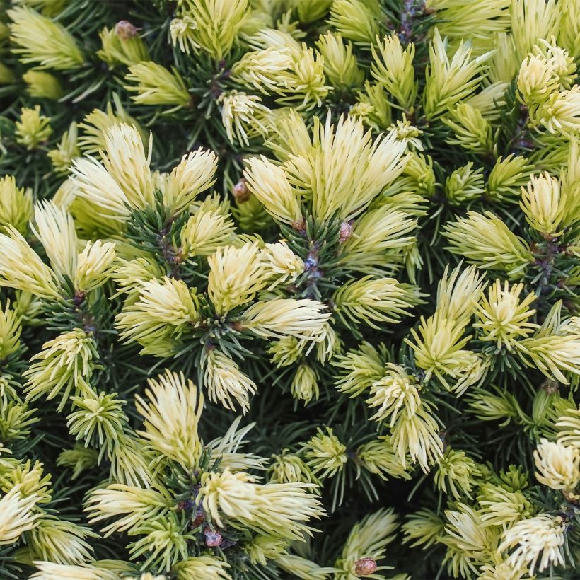 Picea glauca Sun on the Sky - Pícea blanca (Follaje)