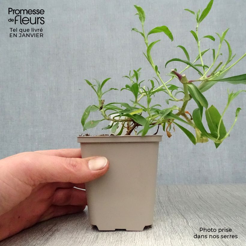 Saponaria Max Frei - Saponaria Maceta de 8/9 cm Ejemplar entregado en invierno