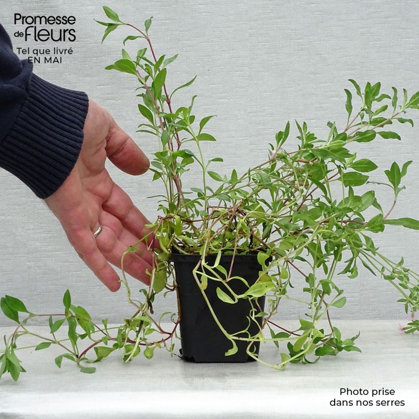 Saponaria ocymoides - Jabonera rocosa Maceta de 8/9 cm Ejemplar entregado en la primavera