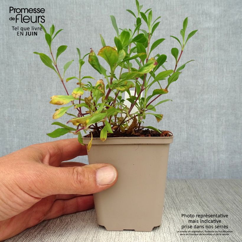 Ejemplar de Saponaria ocymoides - Jabonera rocosa Maceta de 8/9 cm entregado en verano