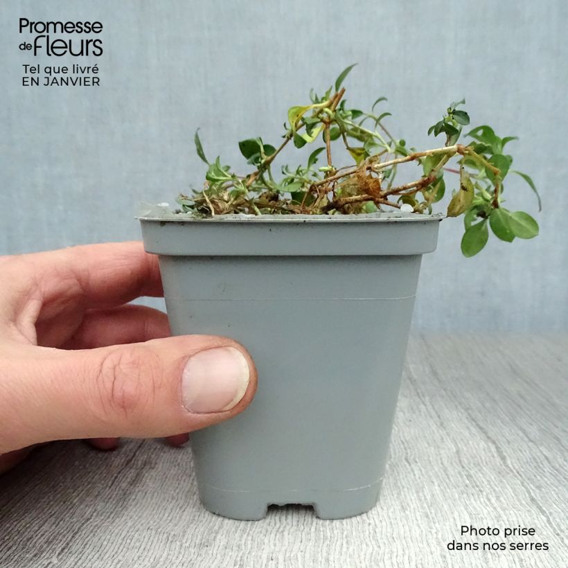 Saponaria ocymoides - Jabonera rocosa Maceta de 8/9 cm Ejemplar entregado en invierno