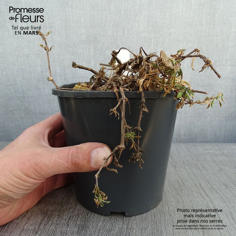 Saponaria ocymoides - Jabonera rocosa Maceta 2L/3L Ejemplar entregado en invierno