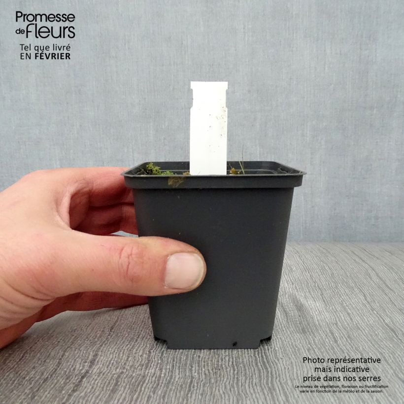 Saponaria officinalis Alba Plena - Saponaria Maceta de 8/9 cm Ejemplar entregado en invierno