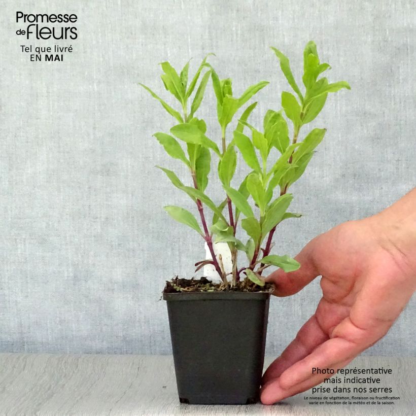 Saponaria officinalis Alba Plena - Saponaria Maceta de 8/9 cm Ejemplar entregado en la primavera