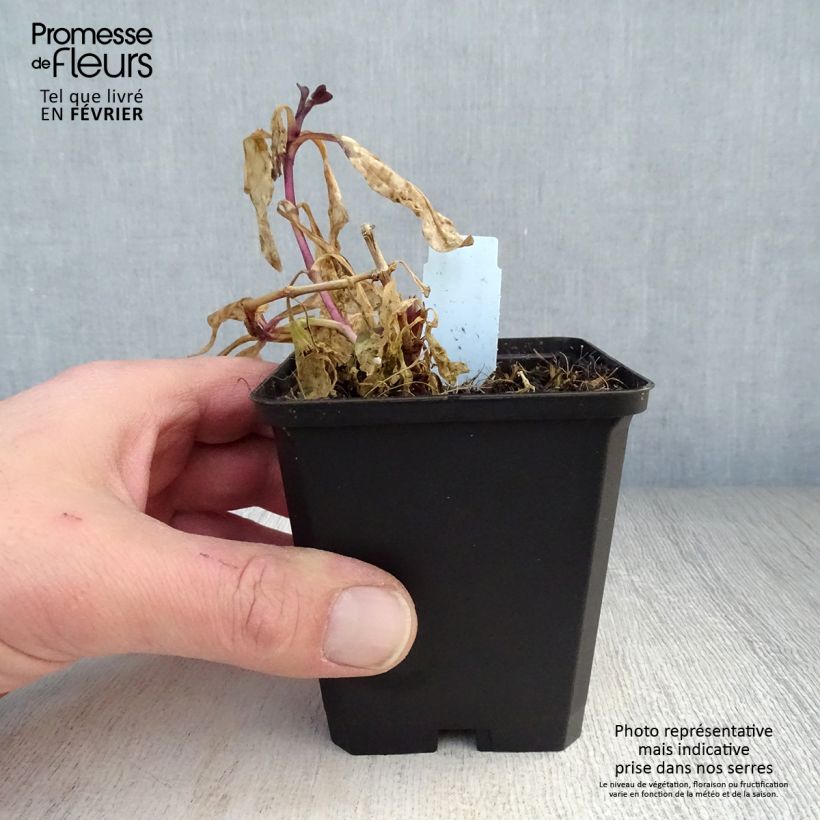 Saponaria officinalis Rosea Plena - Saponaria Maceta de 8/9 cm Ejemplar entregado en invierno