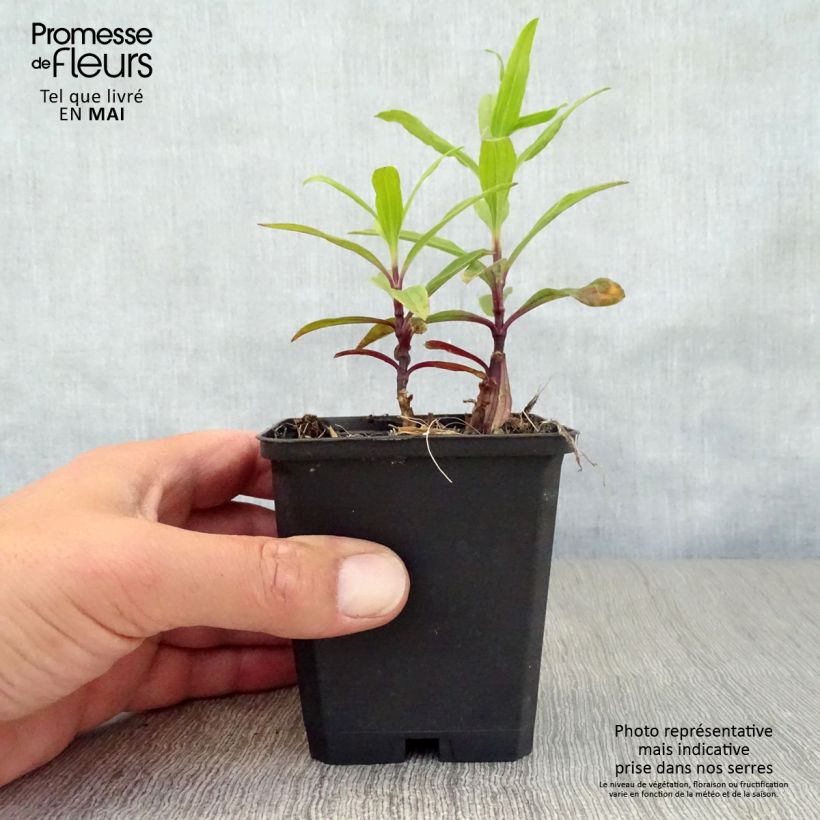 Saponaria officinalis Rosea Plena - Saponaria Maceta de 8/9 cm Ejemplar entregado en la primavera