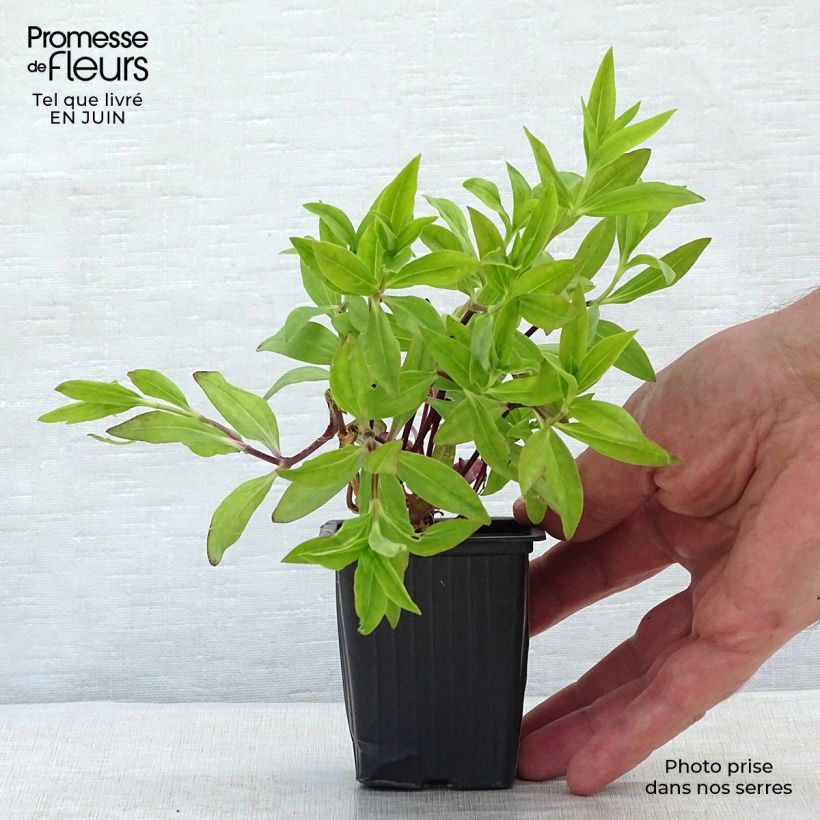 Ejemplar de Saponaria officinalis - Saponaria Maceta de 7/8 cm entregado en verano