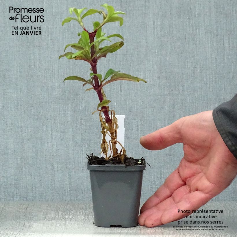 Saponaria officinalis - Saponaria Maceta de 7/8 cm Ejemplar entregado en invierno