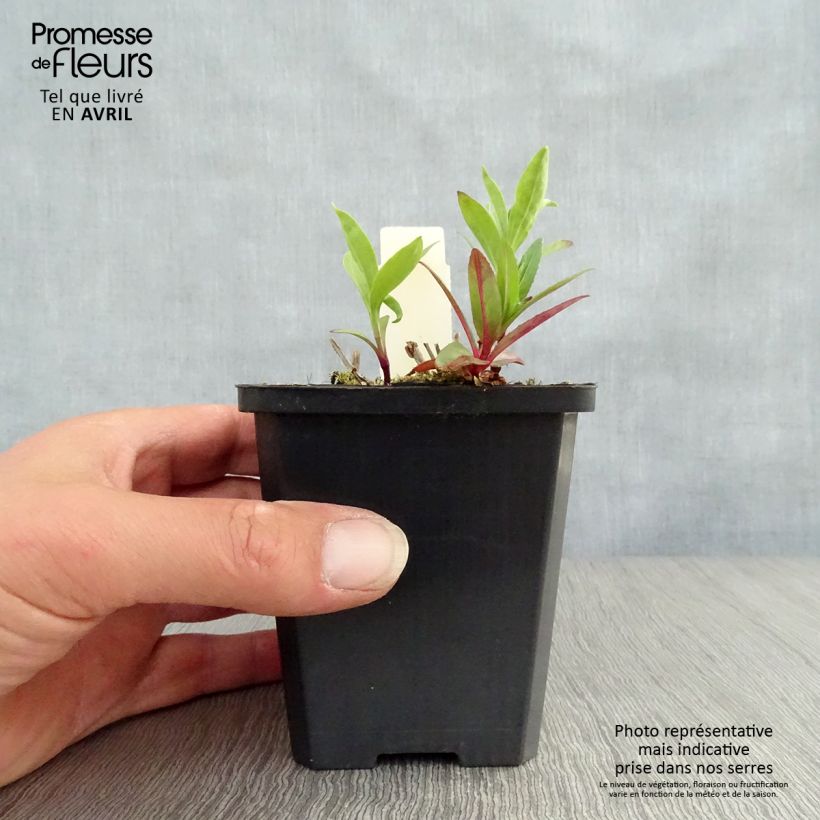 Saponaria officinalis - Saponaria Maceta de 7/8 cm Ejemplar entregado en la primavera